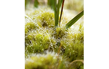 The green of moss is one of the most intense greens we can encounter in our natural environments. The beauty of moss is used in floral design and in gardening with decorative mosses